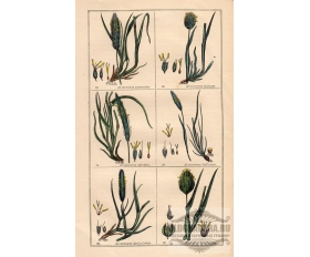1850-е гг. Ксилография, акварель Растения и травы