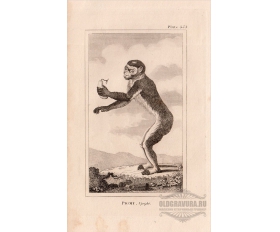 Карликовая обезьянка с грушей - продажа подлинной гравюры 1812 года 