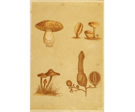 1885 год. Съедобные грибы - Синяк, Пецица, Весёлка и Опёнок