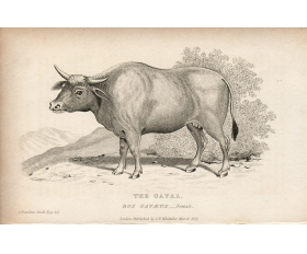 1827 год. Гаял, бык, корова, антикварная гравюра с меди