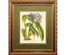 1870-е гг. Орхидея Лелия волнистая, литография в обрамлении