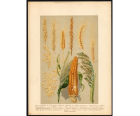 1916 год. Кукуруза, овес, пшеница, рожь, ячмень - купить русскую литографию