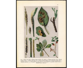 Литография 1916 года. Головня пшеницы и ячменя, ржавчина и пр.