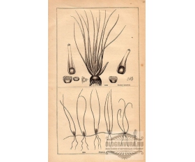 1850-е гг. Ксилогравюра Растения, травы