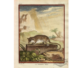 1763 год. Мармоза - мышеобразное сумчатое, гравюра, акварель