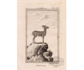 1785 год. Дикий козлик, антикварная гравюра