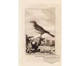 Старинная гравюра 1812 года. Птица Овсянка