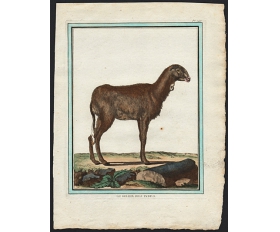 1770-е гг. Гравюра, акварель Индийский овен