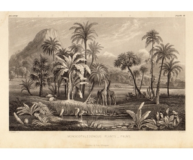 1860-е гг. Пальмовые деревья, старинная гравюра со стали