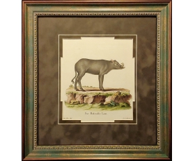 1775 год. Свинка Бабирусса, старинная гравюра в раме, акварель
