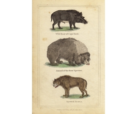 1820-е гг. Кабан, медведь и гиена, антикварная гравюра