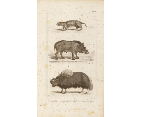 1821 год. Кабан, суслик и татарская корова, антикварная гравюра