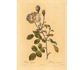 1820-е гг. Белая роза, гравюра Пьер-Жозеф Редуте, раритет