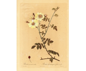 1820-е гг. Роза полевая или Шиповник, гравюра Редуте, раритет