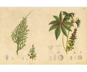 1885 год. Можжевельник и Клещевина, русская ботаническая литография