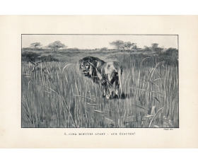1899 год. Охота на льва, фототипия