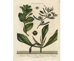1825 год. Рдест, водное растение, гравюра, акварель