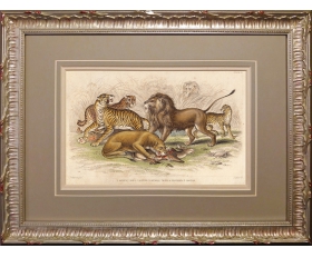 1860 год. Хищники, гравюра, акварель - купить в магазине Олдгравюра