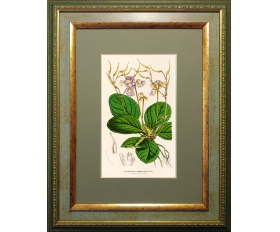 1860-е гг. Литогравюра Цветы, Дидимокарпус, акварель