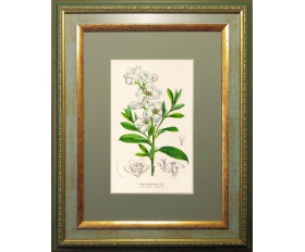 1860-е гг. Литогравюра Цветы, Спирея Грандифлора, акварель