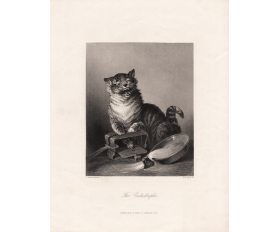 1850-е гг. КОТАстрофа, антикварная гравюра