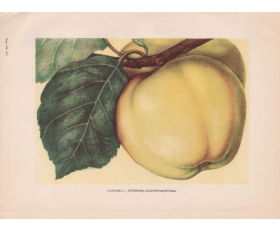 1949 год. Яблоко, Антоновка полуторафунтовая