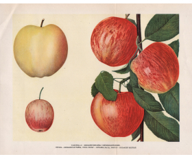 1949 год. Яблоки, Бельфлёр-китайка