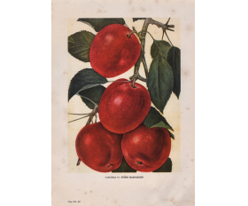 1949 год. Яблоня Пепин Шафранный