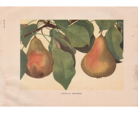 Груши Бере Победа, старинная цветная иллюстрация, 1949 год