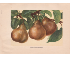 1949 год. Груша Толстобежка