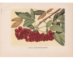 1949 год. Рябина Мичуринская десертная, старинная автотипия