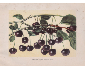 1949 года. Ягоды вишни Ширпотреб черной