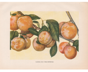 1949 год. Слива Персиковая, старинная автотипия