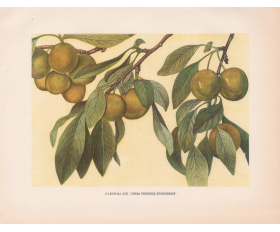 1949 год. Плоды сливы Ренклод Колхозный