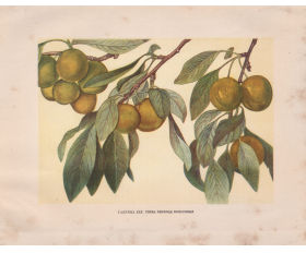 1949 год. Слива Ренклод Колхозный, издание Сельхозгиза