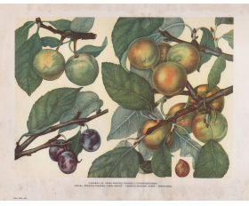 Старинная автотипия 1949 года. Плоды сливы Ренклод Реформа