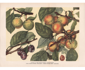 1949 год. Старинная автотипия, плоды сливы Ренклод Реформа