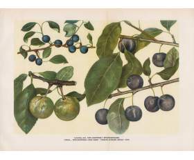 Слива Терн десертный, старинная цветная иллюстрация, 1949 год