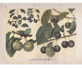 Старинная автотипия 1949 года. Плоды сливы Терн десертный