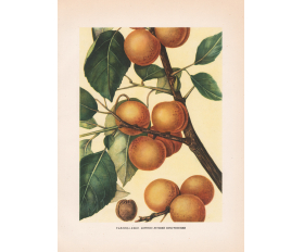 Абрикос Лучший Мичуринский, старинная цветная иллюстрация, 1949 год