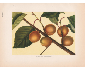  Абрикос Монгол, старинная цветная иллюстрация, 1949 год