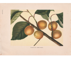 1949 год. Плоды абрикоса Монгол, селекционера Мичурина