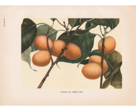 1949 год. Плоды абрикоса Сацер, селекционера Мичурина