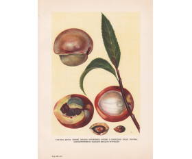 Сортовое улучшение растений с помощью ксении, иллюстрация 1949 года