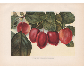 1949 год. Плоды яблони Есаул Ермака