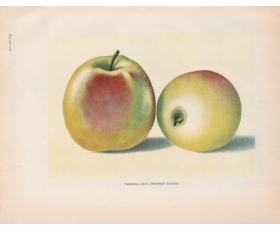 1949 год. Плоды яблони Северный Бужбон, сад, дача, плодоводство