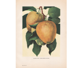 1949 год. Плоды яблони Восковое, сад, дача, плодоводство