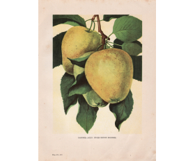 Яблоня Восковое, старинная цветная иллюстрация, 1949 год
