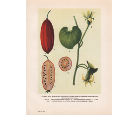 1949 год. Декоративная тыква-лиана Красный огурец, автотипия