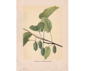 1949 год. Сладкие плоды Актинидии Клара Цеткин, автотипия